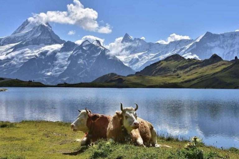 Cattle resting by a mirror-still alpine lake below snow-capped peaks